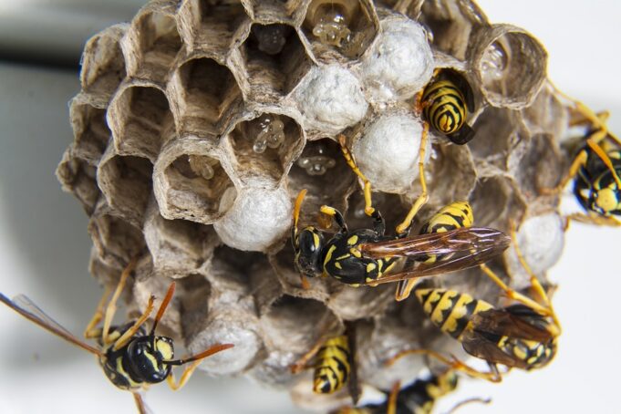 How To Get Rid Of Bees Nest