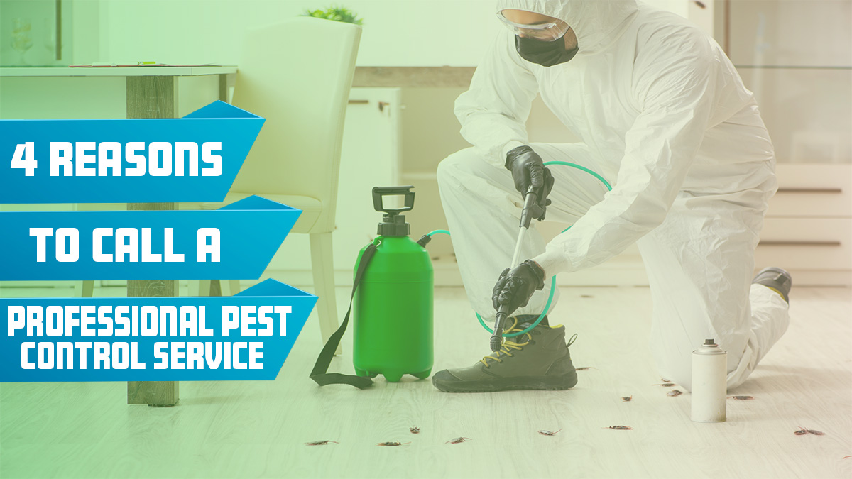 4 Reasons to Call a Professional Pest Control Service