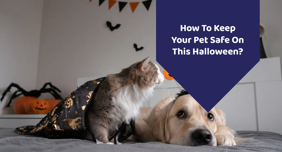 How To Keep Your Pet Safe On This Halloween?￼