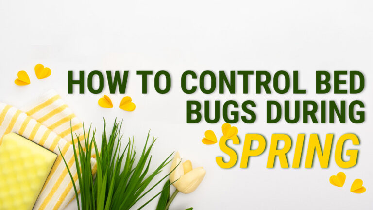 How to Control Bed Bugs During Spring