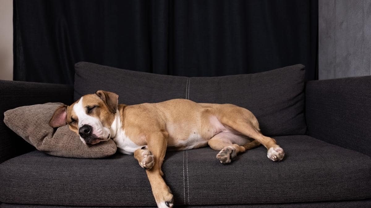 How to Get Rid of Dog Smell Couch