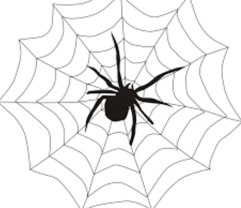 How to Choose the Right Cobweb Cleaning Company for Your Needs
