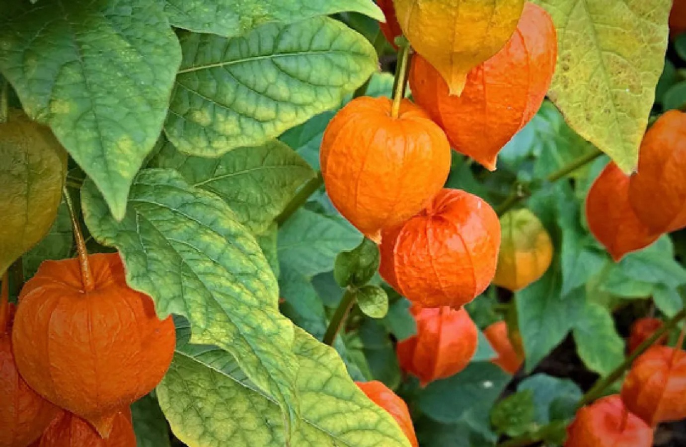 Benefits of Cherry Leaf Ground Cherries for Health