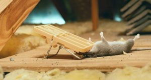 Why Hire A Professional Rat Removal Company: Top 6 Reasons You Must Know! Pest control technician handling a rat removal job