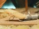 Why Hire A Professional Rat Removal Company: Top 6 Reasons You Must Know! Pest control technician handling a rat removal job