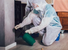 Why Hire Professional Pest Control to Safeguard Your Home or Business? Pest Control