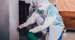Why Hire Professional Pest Control to Safeguard Your Home or Business? Pest Control