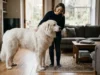 Great Pyrenees Size Guide: How Big These Gentle Giants Get and What It Means at Home Great Pyrenees Size